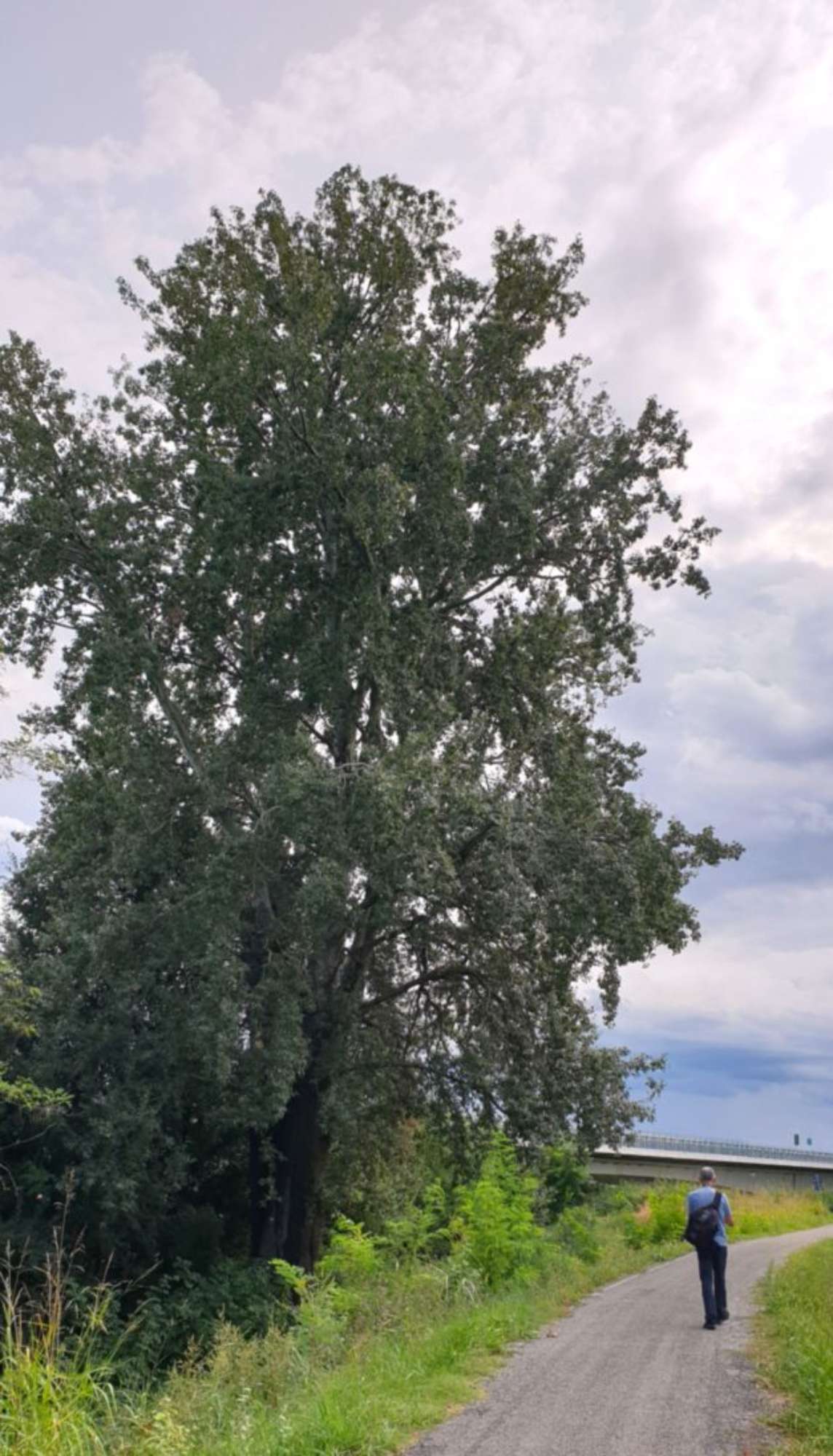 Pioppo bianco_Sissa Trecasali_Viarolo_(61)